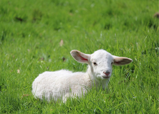 Psalm 23